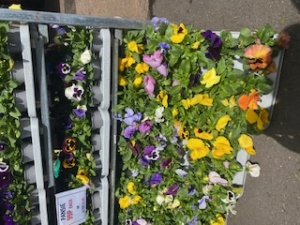 Pansy